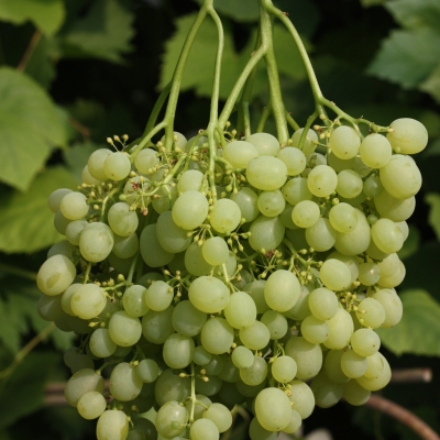Viinamari Aljošenkin