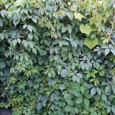 metsviinapuu, Parthenocissus Quinquefolia, Imukärhivilliviini, klättervildvin, Девичий виноград.jpg