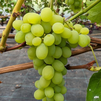 pleven ustoistvõi (3).jpg