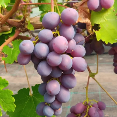 viinamari-grape-vitis-alibaba-1.webp