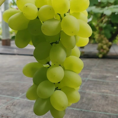 viinamari-grape-vitis-balet-1.webp