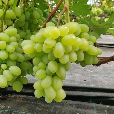 viinamari-grape-vitis-golocin-1.webp