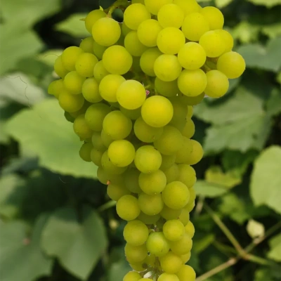 viinamari-grape-vitis-karamelnoi-1.webp