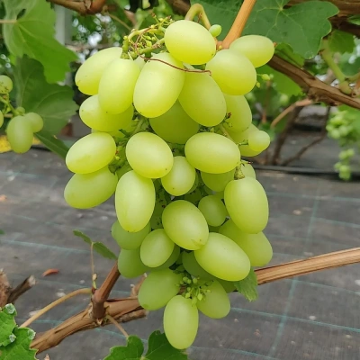 viinamari-grape-vitis-producer-1.webp