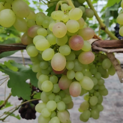 viinamari-grape-vitis-tason-1.webp