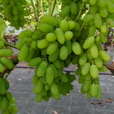 viinamari-grape-vitis-timur-1.webp