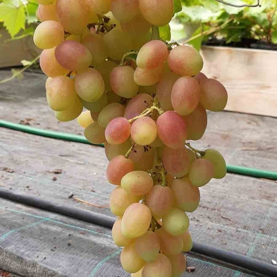 viinapuu-vitis-grape-anzelika.jpg