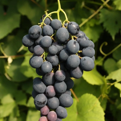 viinapuu-vitis-grape-vizantia.webp
