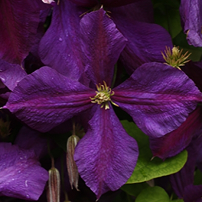 elulong clematis klematis karho c Jacmanii u.jpg