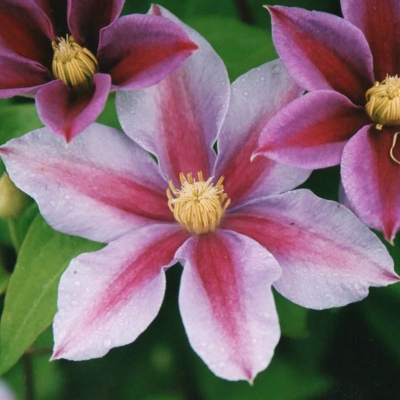 kaunitar clematis klematis.jpg