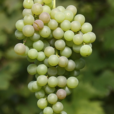 Viinamari Olita