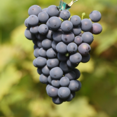 rondo grapes.jpg