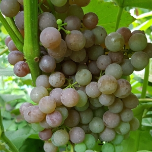 Reliance Pink Seedless