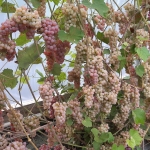 Viinapuu Somerset seedless