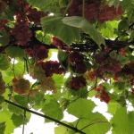 Viinamari Somerset seedless