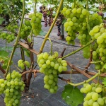 pleven ustoistvõi (2).jpg