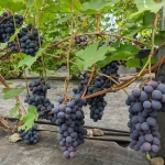 viinamari-grape-vitis-adamas-1.webp