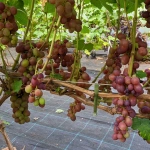 viinamari-grape-vitis-alibaba-2.webp