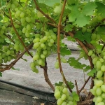 viinamari-grape-vitis-golocin-2.webp