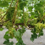 viinamari-grape-vitis-karamelnoi-2.webp