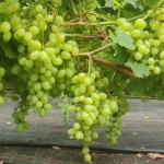 viinamari-grape-vitis-producer-2.webp