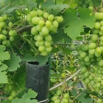 viinamari-grape-vitis-prozratsnoi-2.webp
