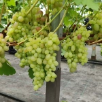 viinamari-grape-vitis-tason-2.webp