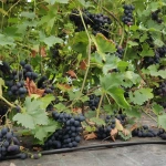 viinapuu-vitis-grape-vizantia-1.webp