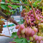 viinapuu-vitis-grape-vodograi-2.jpg