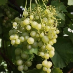 Viinamari Aljošenkin